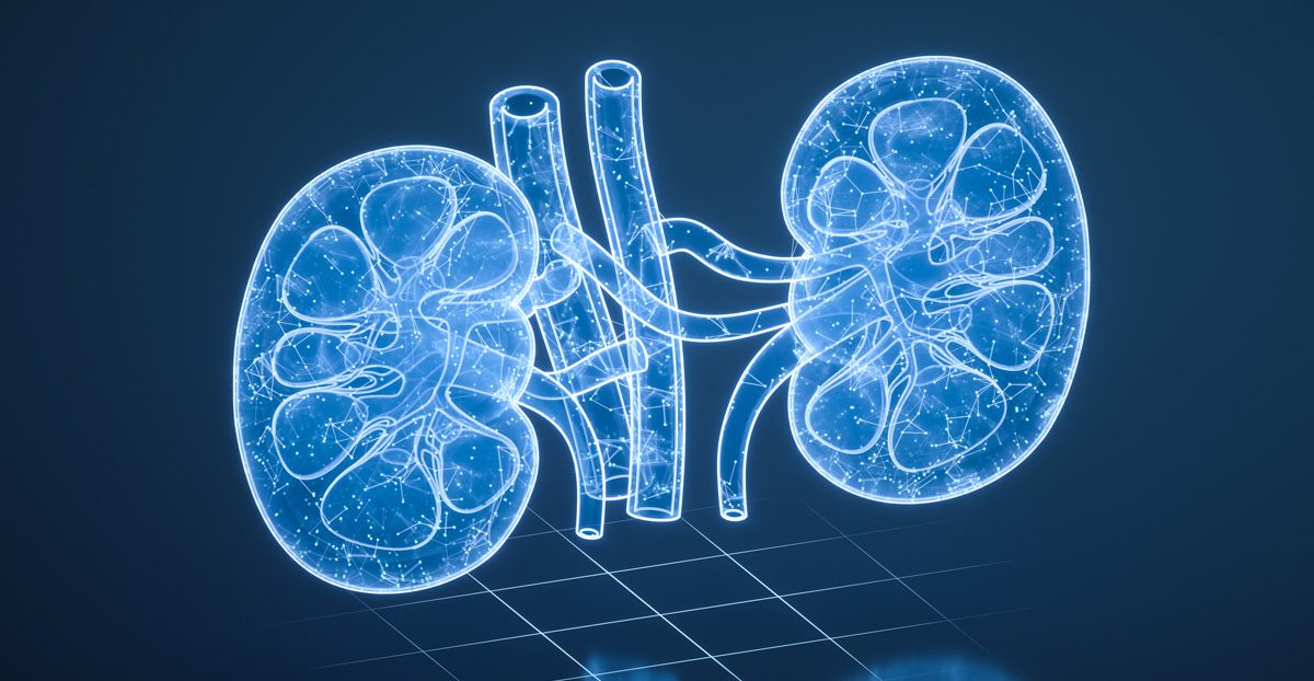 3D-rendering-of-kidney-structure