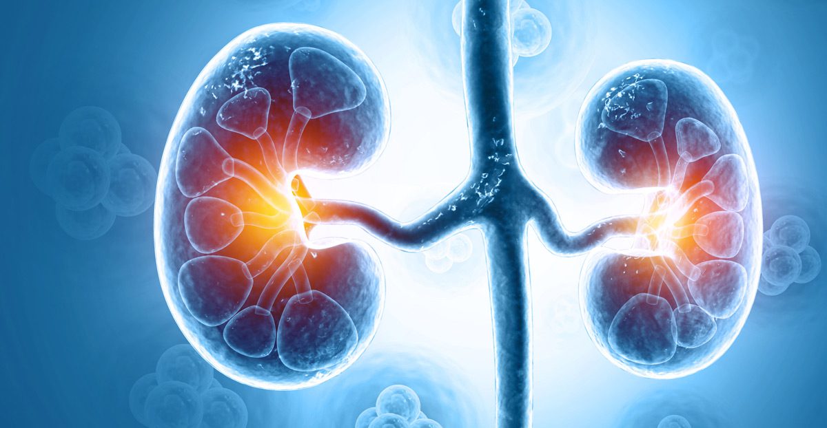 Illustration-of-kidney-anatomy